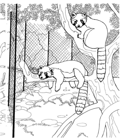 Red Pandas In The Zoo   Coloring Page